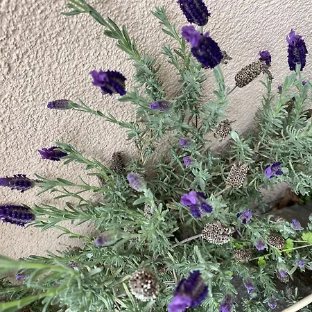 Und Gaestehaus Matthias 아파트 *